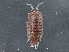  (Trichoniscus - BIOUG08059-B08)  @15 [ ] CreativeCommons - Attribution (2013) CBG Photography Group Centre for Biodiversity Genomics