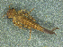  ( - CH789-H08)  @11 [ ] CreativeCommons - Attribution Share-Alike (2021) Unspecified Instituto Politecnico Nacional, Escuela Nacional de Ciencias Biologicas