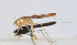  ( - 201501-11B)  @13 [ ] CreativeCommons - Attribution (2010) Zhi-Jun Zhou Centre for Biodiversity Genomics