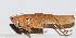  ( - 201501-7G)  @12 [ ] CreativeCommons - Attribution (2010) Zhi-Jun Zhou Centre for Biodiversity Genomics