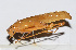  (Elimaea sp. 6 - 201501-8G)  @13 [ ] CreativeCommons - Attribution (2010) Zhi-Jun Zhou Centre for Biodiversity Genomics