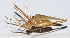  ( - 201502-2D)  @12 [ ] CreativeCommons - Attribution (2010) Zhi-Jun Zhou Centre for Biodiversity Genomics