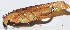  ( - 201502-3C)  @13 [ ] CreativeCommons - Attribution (2010) Zhi-Jun Zhou Centre for Biodiversity Genomics