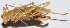  ( - 201502-3G)  @12 [ ] CreativeCommons - Attribution (2010) Zhi-Jun Zhou Centre for Biodiversity Genomics