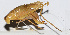  ( - 201502-6H)  @12 [ ] CreativeCommons - Attribution (2010) Zhi-Jun Zhou Centre for Biodiversity Genomics