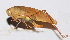  ( - 201502-7E)  @12 [ ] CreativeCommons - Attribution (2010) Zhi-Jun Zhou Centre for Biodiversity Genomics