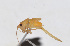  ( - 201502-8F)  @12 [ ] CreativeCommons - Attribution (2010) Zhi-Jun Zhou Centre for Biodiversity Genomics