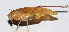  ( - 201503-10C)  @12 [ ] CreativeCommons - Attribution (2010) Zhi-Jun Zhou Centre for Biodiversity Genomics