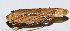  ( - 201503-10G)  @12 [ ] CreativeCommons - Attribution (2010) Zhi-Jun Zhou Centre for Biodiversity Genomics