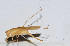  ( - 201503-12A)  @12 [ ] CreativeCommons - Attribution (2010) Zhi-Jun Zhou Centre for Biodiversity Genomics