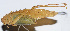  ( - 201503-12D)  @12 [ ] CreativeCommons - Attribution (2010) Zhi-Jun Zhou Centre for Biodiversity Genomics