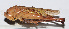  ( - 201503-12H)  @13 [ ] CreativeCommons - Attribution (2010) Zhi-Jun Zhou Centre for Biodiversity Genomics