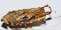  ( - 201503-1F)  @12 [ ] CreativeCommons - Attribution (2010) Zhi-Jun Zhou Centre for Biodiversity Genomics