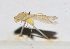  ( - 201503-3B)  @13 [ ] CreativeCommons - Attribution (2010) Zhi-Jun Zhou Centre for Biodiversity Genomics