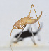  (Pseudokuzicus - 201503-3C)  @13 [ ] CreativeCommons - Attribution (2010) Zhi-Jun Zhou Centre for Biodiversity Genomics