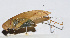  ( - 201503-8D)  @12 [ ] CreativeCommons - Attribution (2010) Zhi-Jun Zhou Centre for Biodiversity Genomics