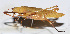  ( - 201504-10C)  @12 [ ] CreativeCommons - Attribution (2010) Zhi-Jun Zhou Centre for Biodiversity Genomics