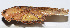  ( - 201504-12B)  @13 [ ] CreativeCommons - Attribution (2010) Zhi-Jun Zhou Centre for Biodiversity Genomics