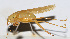  ( - 201504-1E)  @13 [ ] CreativeCommons - Attribution (2010) Zhi-Jun Zhou Centre for Biodiversity Genomics