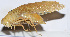  ( - 201504-1G)  @13 [ ] CreativeCommons - Attribution (2010) Zhi-Jun Zhou Centre for Biodiversity Genomics