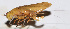  ( - 201504-3B)  @12 [ ] CreativeCommons - Attribution (2010) Zhi-Jun Zhou Centre for Biodiversity Genomics