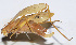  ( - 201504-3F)  @12 [ ] CreativeCommons - Attribution (2010) Zhi-Jun Zhou Centre for Biodiversity Genomics