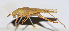  ( - 201504-4A)  @13 [ ] CreativeCommons - Attribution (2010) Zhi-Jun Zhou Centre for Biodiversity Genomics