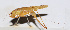 ( - 201504-6E)  @13 [ ] CreativeCommons - Attribution (2010) Zhi-Jun Zhou Centre for Biodiversity Genomics