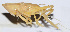  (Pyrgocorypha - 201505-12H)  @13 [ ] CreativeCommons - Attribution (2010) Zhi-Jun Zhou Centre for Biodiversity Genomics