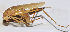  (Elimaea sp. 1 - 201505-1F)  @12 [ ] CreativeCommons - Attribution (2010) Zhi-Jun Zhou Centre for Biodiversity Genomics