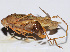  (Paraducetia sp - 201505-2F)  @12 [ ] CreativeCommons - Attribution (2010) Zhi-Jun Zhou Centre for Biodiversity Genomics