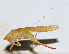 ( - 201505-5H)  @13 [ ] CreativeCommons - Attribution (2010) Zhi-Jun Zhou Centre for Biodiversity Genomics