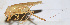  ( - 201506-2G)  @12 [ ] CreativeCommons - Attribution (2010) Zhi-Jun Zhou Centre for Biodiversity Genomics