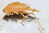  ( - 201506-8D)  @14 [ ] CreativeCommons - Attribution (2010) Zhi-Jun Zhou Centre for Biodiversity Genomics