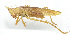  (Pseudorhynchus sp - 20150610030)  @12 [ ] CreativeCommons - Attribution (2010) Zhi-Jun Zhou Centre for Biodiversity Genomics