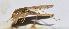 (Xizicus laminatus - 201507-3F)  @13 [ ] CreativeCommons - Attribution (2010) Zhi-Jun Zhou Centre for Biodiversity Genomics