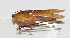  ( - 20150721002)  @11 [ ] CreativeCommons - Attribution (2010) Zhi-Jun Zhou Centre for Biodiversity Genomics
