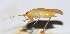  ( - 201508-11B)  @12 [ ] CreativeCommons - Attribution (2010) Zhi-Jun Zhou Centre for Biodiversity Genomics
