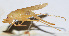  ( - 201508-12B)  @12 [ ] CreativeCommons - Attribution (2010) Zhi-Jun Zhou Centre for Biodiversity Genomics