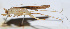  ( - 201508-12C)  @12 [ ] CreativeCommons - Attribution (2010) Zhi-Jun Zhou Centre for Biodiversity Genomics