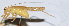  ( - 201508-1D)  @13 [ ] CreativeCommons - Attribution (2010) Zhi-Jun Zhou Centre for Biodiversity Genomics