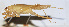  ( - 201508-1F)  @13 [ ] CreativeCommons - Attribution (2010) Zhi-Jun Zhou Centre for Biodiversity Genomics