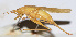  ( - 201508-2G)  @13 [ ] CreativeCommons - Attribution (2010) Zhi-Jun Zhou Centre for Biodiversity Genomics