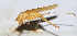  ( - 201508-3G)  @12 [ ] CreativeCommons - Attribution (2010) Zhi-Jun Zhou Centre for Biodiversity Genomics