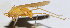  ( - 201508-4B)  @12 [ ] CreativeCommons - Attribution (2010) Zhi-Jun Zhou Centre for Biodiversity Genomics