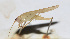  ( - 201508-5A)  @12 [ ] CreativeCommons - Attribution (2010) Zhi-Jun Zhou Centre for Biodiversity Genomics