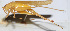  ( - 201508-5H)  @12 [ ] CreativeCommons - Attribution (2010) Zhi-Jun Zhou Centre for Biodiversity Genomics