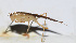  ( - 201508-6C)  @12 [ ] CreativeCommons - Attribution (2010) Zhi-Jun Zhou Centre for Biodiversity Genomics