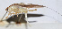  ( - 201508-6D)  @12 [ ] CreativeCommons - Attribution (2010) Zhi-Jun Zhou Centre for Biodiversity Genomics