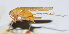  ( - 201508-6G)  @12 [ ] CreativeCommons - Attribution (2010) Zhi-Jun Zhou Centre for Biodiversity Genomics